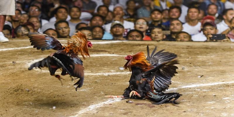 Users watching Ck444 sabong matches on mobile devices